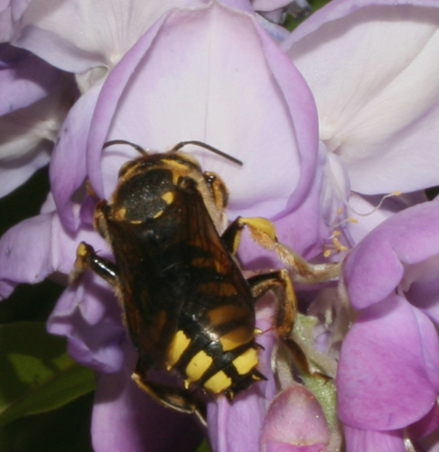 Apidae Megachilinae: Anthidium florentinum (M e F)